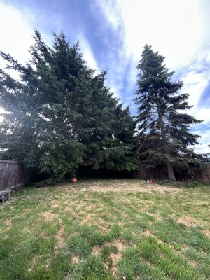 Marysville limb up - This customer wanted her back yard to be more usable and get more light. She was thrilled with how much of a difference limbing the trees up made. Marysville limb up - This customer wanted her back yard to be more usable and get more light. She was thrilled with how much of a difference limbing the trees up made.