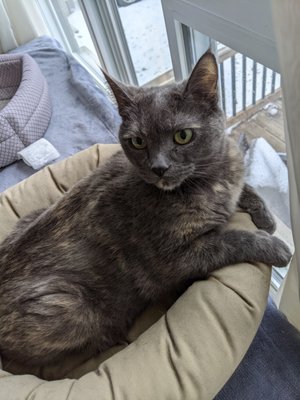 Pretty Kitties - Some of the beautiful cats we have add the chance to look after.