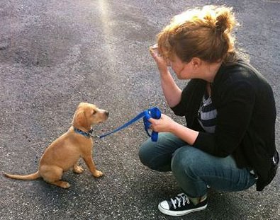 Puppy Training - Puppy Out Of Control?
Need Help With House Training?
Puppy Not Listening?
WE CAN HELP! Call Now (310) 227-6785 Puppy Training - Puppy Out Of Control?
Need Help With House Training?
Puppy Not Listening?
WE CAN HELP! Call Now (310) 227-6785