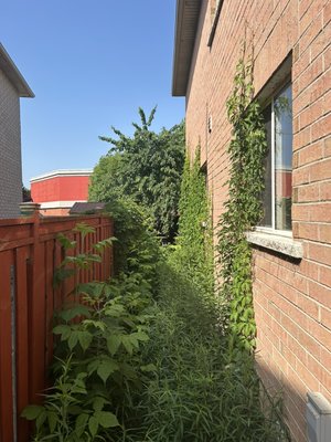 Backyard Clean Up - Transformed a heavily overgrown and inaccessible side yard into a clean, tidy, and maintainable area. Significantly improved property aesthetics, airflow around the AC unit, and ease of access for any maintenance needs. Backyard Clean Up - Transformed a heavily overgrown and inaccessible side yard into a clean, tidy, and maintainable area. Significantly improved property aesthetics, airflow around the AC unit, and ease of access for any maintenance needs.