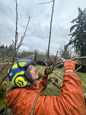 Tree Trimming & Tree Pruning - At Samsara Tree Care, our Certified Arborists provide top-notch tree trimming and pruning services in line with ANSI A300 standards, ensuring your trees are healthy, safe, and attractive. Many of our arborist are certified with the International Society of Arboriculture (ISA) and some hold the Tree Risk Assessment Qualification (TRAQ). These certifications and qualifications influence how and if we recommend particular pruning objectives. Each tree is different and not all pruning are equal. Our mission is to appropriately apply the best pruning objective for your tree.
As a registered tree service provider, our team is committed to delivering exceptional and safe results that enhance your property’s aesthetics and value. Tree Trimming & Tree Pruning - At Samsara Tree Care, our Certified Arborists provide top-notch tree trimming and pruning services in line with ANSI A300 standards, ensuring your trees are healthy, safe, and attractive. Many of our arborist are certified with the International Society of Arboriculture (ISA) and some hold the Tree Risk Assessment Qualification (TRAQ). These certifications and qualifications influence how and if we recommend particular pruning objectives. Each tree is different and not all pruning are equal. Our mission is to appropriately apply the best pruning objective for your tree.
As a registered tree service provider, our team is committed to delivering exceptional and safe results that enhance your property’s aesthetics and value.