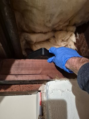 Pest Home Protection plan service - Quarterly home protection plans to help keep your home pest free all year round. general maintence of common pests. Ants, spiders, rodents, centipedes, crickets, wasps and hornets and more.