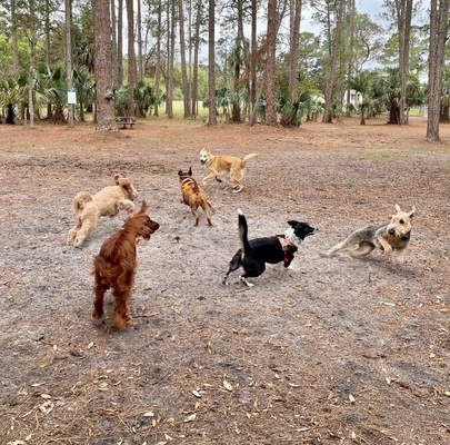 Dog Park & Doggie Daycare - We are so proud to announce the reopening of our Bark Park after 15+ years and not only is it public, it’s also now a dog friendly daycare for us to socialize your pup/s while offering an air conditioned building that they can access anytime! This further allows us to take daycare on the weekends and during our busiest days. If you cannot board your pup overnight, this is a great option to keep them occupied and exercised during the day.


We have picnic tables and swing sets. Bug zappers and lighting are next! Come on by and check it out!

Please Check Into Office First We will require proof of shots for your pups while on premise. Monthly Subscription will start May/June and can be combined with Pool Park.