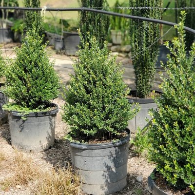 Japanese Boxwood Holly's - Japanese Boxwood Hollys are looking so beautiful.
These beautiful hollys are evergreen, hardy & dear resistant. They are slow growers so this means less maintenance. You can use these holly's to make a beautiful pathway in you garden, home entrance or whatever awesome idea you have for them.
#holly #shrub #japaneseholly #japaneseboxwood #laescondidatreefarm #magnoliatx #familybuisness #fallgarden #gardenideas Japanese Boxwood Holly's - Japanese Boxwood Hollys are looking so beautiful.
These beautiful hollys are evergreen, hardy & dear resistant. They are slow growers so this means less maintenance. You can use these holly's to make a beautiful pathway in you garden, home entrance or whatever awesome idea you have for them.
#holly #shrub #japaneseholly #japaneseboxwood #laescondidatreefarm #magnoliatx #familybuisness #fallgarden #gardenideas