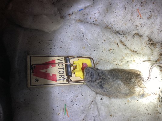 Rodent elimination in Attic Space - We offer a full service rodent elimination package, including ceiling of all entry points with weekly check backs and removal of dead rodent until population is eliminated in structure with a one year warranty on all areas sealed Rodent elimination in Attic Space - We offer a full service rodent elimination package, including ceiling of all entry points with weekly check backs and removal of dead rodent until population is eliminated in structure with a one year warranty on all areas sealed