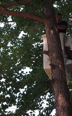 Tree Trimming - Tree Trimming Tree Trimming - Tree Trimming