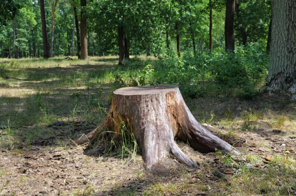 Unlock the Beauty of Your Landscape With Our Stump Grinding Services! - A picturesque landscape can transform your outdoor space into a haven of beauty and tranquility. However, the presence of stubborn tree stumps can hinder your landscaping dreams. Enter Elder Tree Service – your trusted stump grinding expert in West Des Moines, IA. We understand the frustration that comes with unsightly stumps and the desire for a clean, pristine yard. Our skilled team is dedicated to making your landscape vision a reality by expertly removing those stubborn stumps that mar the beauty of your property. With us, you can look forward to a landscape that’s free from obstacles, allowing you to create the outdoor oasis you’ve always dreamed of. Unlock the Beauty of Your Landscape With Our Stump Grinding Services! - A picturesque landscape can transform your outdoor space into a haven of beauty and tranquility. However, the presence of stubborn tree stumps can hinder your landscaping dreams. Enter Elder Tree Service – your trusted stump grinding expert in West Des Moines, IA. We understand the frustration that comes with unsightly stumps and the desire for a clean, pristine yard. Our skilled team is dedicated to making your landscape vision a reality by expertly removing those stubborn stumps that mar the beauty of your property. With us, you can look forward to a landscape that’s free from obstacles, allowing you to create the outdoor oasis you’ve always dreamed of.