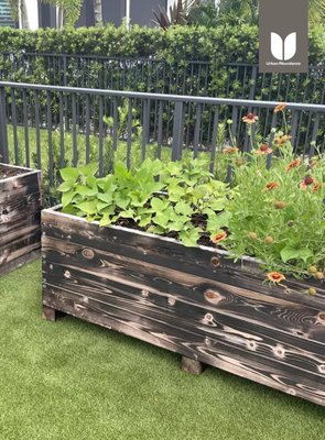Heritage Beds – Where Tradition Meets Abundance - At Urban Abundance, we design edible gardens that don’t just feed your body—they nourish your soul. Our Heritage Beds are a perfect expression of this philosophy: timeless raised garden beds crafted with premium materials and thoughtful design, tailored for South Florida homes that value both beauty and bounty.
This client came to us looking for a garden that felt classic, purposeful, and abundant. They wanted a space that celebrated the tradition of homegrown food—while seamlessly fitting into their modern lifestyle and elegant outdoor space. We responded with a fully customized Heritage Bed installation: a raised-bed edible garden designed to provide organic produce year-round with minimal effort on the homeowner’s part.
Each Heritage Bed was constructed with high-quality, rot-resistant hardwood and a rich, food-safe finish that echoes the warmth of traditional gardens. We arranged the beds in a layout that encourages airflow, accessibility, and natural beauty. Our signature mix of organic compost, nutrient-rich soil, and biochar ensured a healthy foundation for growth—what we like to call “soil with soul.”
We planted a seasonal selection of South Florida–friendly crops tailored to the family’s tastes: heirloom tomatoes, collard greens, fresh basil, Okinawa spinach, and a few pollinator-attracting blooms for beauty and biodiversity. To make it even easier to maintain, we integrated drip irrigation and mulch for water conservation and weed suppression.
The best part? Our GreenThumb membership ensures this edible garden stays vibrant and productive through every season. With monthly visits from our expert team, the family enjoys rotating seasonal crops, professional care, and ongoing harvests—without the stress of managing it themselves.
What makes the Heritage Beds special isn’t just the craftsmanship or the curated plantings—it’s the feeling they bring. A connection to tradition. A lifestyle shift toward sustainability. And the joy of stepping outside to harvest dinner.
This project beautifully reflects our mission at Urban Abundance: to help families grow their own fresh food with ease, elegance, and expert care. Whether you’re starting from scratch or upgrading your backyard, our Heritage Beds offer a timeless foundation for a thriving edible garden.
Ready to create your own slice of abundance? Let’s grow. Heritage Beds – Where Tradition Meets Abundance - At Urban Abundance, we design edible gardens that don’t just feed your body—they nourish your soul. Our Heritage Beds are a perfect expression of this philosophy: timeless raised garden beds crafted with premium materials and thoughtful design, tailored for South Florida homes that value both beauty and bounty.
This client came to us looking for a garden that felt classic, purposeful, and abundant. They wanted a space that celebrated the tradition of homegrown food—while seamlessly fitting into their modern lifestyle and elegant outdoor space. We responded with a fully customized Heritage Bed installation: a raised-bed edible garden designed to provide organic produce year-round with minimal effort on the homeowner’s part.
Each Heritage Bed was constructed with high-quality, rot-resistant hardwood and a rich, food-safe finish that echoes the warmth of traditional gardens. We arranged the beds in a layout that encourages airflow, accessibility, and natural beauty. Our signature mix of organic compost, nutrient-rich soil, and biochar ensured a healthy foundation for growth—what we like to call “soil with soul.”
We planted a seasonal selection of South Florida–friendly crops tailored to the family’s tastes: heirloom tomatoes, collard greens, fresh basil, Okinawa spinach, and a few pollinator-attracting blooms for beauty and biodiversity. To make it even easier to maintain, we integrated drip irrigation and mulch for water conservation and weed suppression.
The best part? Our GreenThumb membership ensures this edible garden stays vibrant and productive through every season. With monthly visits from our expert team, the family enjoys rotating seasonal crops, professional care, and ongoing harvests—without the stress of managing it themselves.
What makes the Heritage Beds special isn’t just the craftsmanship or the curated plantings—it’s the feeling they bring. A connection to tradition. A lifestyle shift toward sustainability. And the joy of stepping outside to harvest dinner.
This project beautifully reflects our mission at Urban Abundance: to help families grow their own fresh food with ease, elegance, and expert care. Whether you’re starting from scratch or upgrading your backyard, our Heritage Beds offer a timeless foundation for a thriving edible garden.
Ready to create your own slice of abundance? Let’s grow.