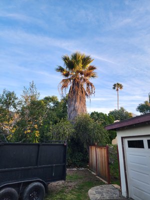 Palm tree cleaning. - Getting ready to remove dead skirt fronds, flower stalks, and trimming back old leaf base. Palm tree cleaning. - Getting ready to remove dead skirt fronds, flower stalks, and trimming back old leaf base.