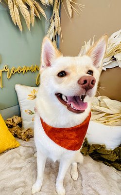 Medium Dog Haircut - Affordable, stress-free grooming services tailored to your dog's needs! From baths and haircuts to nail trims and special care packages, we make it easy to keep your furry friend looking and feeling their best. Contact us today for details! Medium Dog Haircut - Affordable, stress-free grooming services tailored to your dog's needs! From baths and haircuts to nail trims and special care packages, we make it easy to keep your furry friend looking and feeling their best. Contact us today for details!