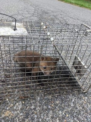 Smart as a Fox - After about 2 weeks of trying to catch a fox lurking around someones property, I caught a baby. A few days later caught another one.
Both babies had been taken to a rehab facility and eventually released.
I won't lie to you.
Foxes are extremely cautious and intelligent. they are hard to catch within the scope of what is legal in this state.
I was not able to catch the mother but I did fox proof the area where it was making a home. The fox seemed to move on with no further issues. Smart as a Fox - After about 2 weeks of trying to catch a fox lurking around someones property, I caught a baby. A few days later caught another one.
Both babies had been taken to a rehab facility and eventually released.
I won't lie to you.
Foxes are extremely cautious and intelligent. they are hard to catch within the scope of what is legal in this state.
I was not able to catch the mother but I did fox proof the area where it was making a home. The fox seemed to move on with no further issues.
