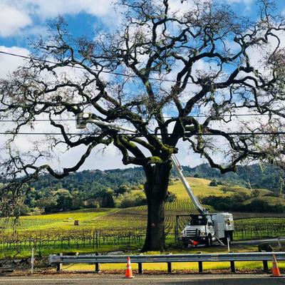 Professional Tree Services in Sonoma and Napa - At Image Tree Pros we have the tools, experience and team to handle any of your tree care needs. From tree trimming & shaping to brush clearing to tree healthcare, our team of licensed and insured arborists are ready to help. Have questions? We have answers!

Our deep-rooted knowledge of the local climate and soil conditions allows us to provide tailored advice and solutions that keep your trees healthy year-round. Whether you’re in the heart of Napa or the surrounding areas of Sonoma County, you can trust Image Tree Pros to deliver top-notch tree care that enhances the beauty and safety of your property.

See our full list of services below:

Tree Pruning and Trimming
Tree Removals
Tree Healthcare
Tree Fertilizing
Airspading Root Management
Crane Service
Cabling, Bracing, and Tree Support
Fire Prevention Clearance
Pre-Build Planning
Stump Grinding
Tree Brush Chipping
Tree Planting and Transplanting
Landscape Restoration
24-Hour Tree Emergency Service
Tree Disease Management
Tree Pest Management
Stay Compliant with Certified Tree Arborists
With the increase in County and City regulations and guidelines for tree preservation, conservation and replacement necessitate the need for certified arborist staff to be involved in construction projects from design through post construction phases. We are aware of the local regulations set forth by the City of Santa Rosa and Sonoma County, which aim to preserve our natural landscape. Whether you’re dealing with tree removal, pruning, or disease management, our certified arborists ensure that all work complies with these guidelines, helping you avoid potential fines and legal issues.