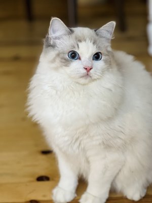 Tinker is having babies! - Tinker and Marbles have a litter due in early July. She could have blue, seal, bi-colors and lynx