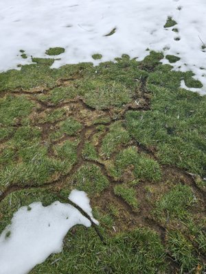 Massive Vole Infestation Conquered - At Prestige Pest Solutions, we're experts at reclaiming your outdoor spaces from burrowing pests. We recently tackled a severe vole infestation for a homeowner in the Rochester area, where an army of voles had turned their beautiful lawn into a maze of unsightly tunnels and mounds – damaging grass roots, creating trip hazards, and ruining the yard's aesthetics just as spring approached.
Our skilled team implemented a targeted vole control strategy:
1. Precision Trapping: Using specialized vole traps placed strategically along active tunnels, we efficiently captured and removed the culprits without harmful chemicals, ensuring a humane and effective elimination.
2. Tunnel Repair and Prevention: We filled in the extensive tunnel networks with soil amendments to restore the lawn's surface, and sealed potential entry points around foundations and downspouts with durable barriers to prevent re-infestation.
The outcome? A vole-free yard restored to its former glory in under a week, with the client thrilled about the quick results and the preventive steps that protect against future disruptions. No more bumpy, damaged grass!
Facing a vole or mole takeover in your lawn? Let Prestige Pest Solutions handle it with proven, eco-friendly methods suited to Rochester's soil and seasons. Call us for a free assessment and get your yard back! Massive Vole Infestation Conquered - At Prestige Pest Solutions, we're experts at reclaiming your outdoor spaces from burrowing pests. We recently tackled a severe vole infestation for a homeowner in the Rochester area, where an army of voles had turned their beautiful lawn into a maze of unsightly tunnels and mounds – damaging grass roots, creating trip hazards, and ruining the yard's aesthetics just as spring approached.
Our skilled team implemented a targeted vole control strategy:
1. Precision Trapping: Using specialized vole traps placed strategically along active tunnels, we efficiently captured and removed the culprits without harmful chemicals, ensuring a humane and effective elimination.
2. Tunnel Repair and Prevention: We filled in the extensive tunnel networks with soil amendments to restore the lawn's surface, and sealed potential entry points around foundations and downspouts with durable barriers to prevent re-infestation.
The outcome? A vole-free yard restored to its former glory in under a week, with the client thrilled about the quick results and the preventive steps that protect against future disruptions. No more bumpy, damaged grass!
Facing a vole or mole takeover in your lawn? Let Prestige Pest Solutions handle it with proven, eco-friendly methods suited to Rochester's soil and seasons. Call us for a free assessment and get your yard back!