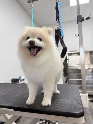 Pomeranian Full Groom – Clean & Fluffy Finish - Full grooming service for a Pomeranian, including bath, blow dry, coat trimming, and detailed face shaping. 

We focus on gentle handling and precision grooming to achieve a clean, fluffy, and natural look while keeping the pet comfortable throughout the process.

Perfect for maintaining a healthy coat and a well-groomed appearance.