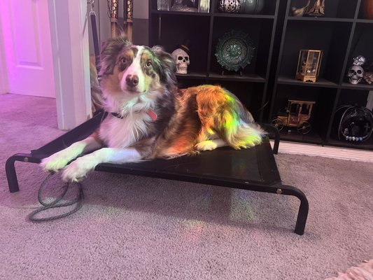Aida the Australian Shepard, 2022 - Aida came from over 3 hours away to board and train for people aggression. She came a long way and I miss her all the time!