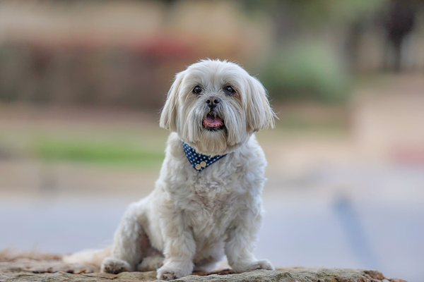 Pet Photography - We love our furry friends! We are happy to take some photos of them, either alone or with you! Pet Photography - We love our furry friends! We are happy to take some photos of them, either alone or with you!