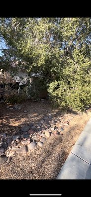 1st ever Tree job - My 1st ever Tree job , Homeowner requested to have sitting clearance underneath the tree. 1st ever Tree job - My 1st ever Tree job , Homeowner requested to have sitting clearance underneath the tree.