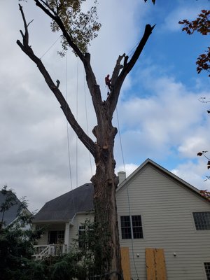 Start 2024 off right! Tree Removal adds value to your home. Schedule today - This removal was done in a very limited space between house and tree.
This project was done quick and efficiently. Start 2024 off right! Tree Removal adds value to your home. Schedule today - This removal was done in a very limited space between house and tree.
This project was done quick and efficiently.