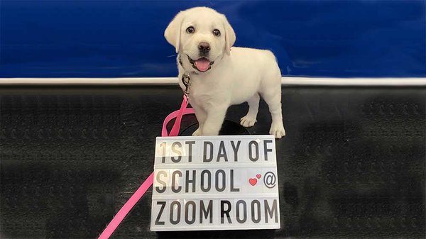 Puppy Training - The Zoom Room wrote the book on puppy training. Literally. “Puppy Training in 7 Easy Steps: Everything You Need to Know to Raise the Perfect Dog” is the best-selling dog training book in America.
Luckily for you and your puppy, you live in Culver City and can enjoy early socialization and puppy training classes right here at your local Zoom Room!
Puppy Preschool: With an emphasis on socialization including group play time for the puppies, this introduction to puppy obedience addresses common challenges with raising and training a puppy. (Ages 2-4 mo.)
Puppy Training+: Start smart with puppy manners: get your puppy's attention, sit, down, stay and leash walking. Plus, enhance communication and build confidence with puppy agility, tricks, and Pup-lates®
• (Ages 4-8 mo.) Puppy Training - The Zoom Room wrote the book on puppy training. Literally. “Puppy Training in 7 Easy Steps: Everything You Need to Know to Raise the Perfect Dog” is the best-selling dog training book in America.
Luckily for you and your puppy, you live in Culver City and can enjoy early socialization and puppy training classes right here at your local Zoom Room!
Puppy Preschool: With an emphasis on socialization including group play time for the puppies, this introduction to puppy obedience addresses common challenges with raising and training a puppy. (Ages 2-4 mo.)
Puppy Training+: Start smart with puppy manners: get your puppy's attention, sit, down, stay and leash walking. Plus, enhance communication and build confidence with puppy agility, tricks, and Pup-lates®
• (Ages 4-8 mo.)