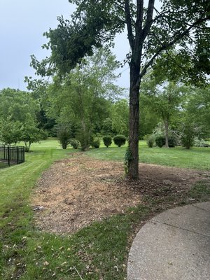 9 Trees Removed + Stump Grinding - 7 dead cypress trees, 1 dead Maple, and 1 dying blue spruce trees were removed and stump ground. All work completed in 1 day. 9 Trees Removed + Stump Grinding - 7 dead cypress trees, 1 dead Maple, and 1 dying blue spruce trees were removed and stump ground. All work completed in 1 day.