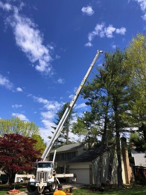 Tree removal - Here is a few pictures of some of the tree removals we have done using our crane and some of the equipments we have. Tree removal - Here is a few pictures of some of the tree removals we have done using our crane and some of the equipments we have.