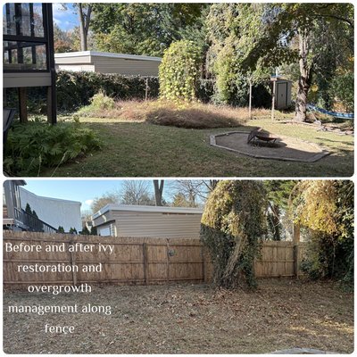 Ivy restoration and overgrowth management - This project took time and patience dealing with ivy grown into a wood fence along with managing the overgrowth at the base of the fence. Ivy restoration and overgrowth management - This project took time and patience dealing with ivy grown into a wood fence along with managing the overgrowth at the base of the fence.