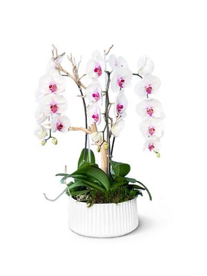 Viva Flowers 2023 - Viva Flowers has been telling stories with flowers since 2018, building a reputation around the world for creating beautiful and memorable floral creations perfectly matched to every occasion and setting. Viva Flowers 2023 - Viva Flowers has been telling stories with flowers since 2018, building a reputation around the world for creating beautiful and memorable floral creations perfectly matched to every occasion and setting.
