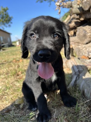Spangold Retreivers - A Spangold Retriever is a mixture of a golden retriever mixed with the English Springer Spaniel. They are great house dogs very easy to train very willing toplease. Adult weight for the males and females both are less than 55 pounds we expect a Litter fall of 26 ready  middle of December.