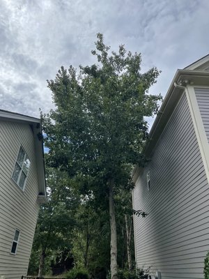 Tree cleanup - Tree trimming Tree cleanup - Tree trimming