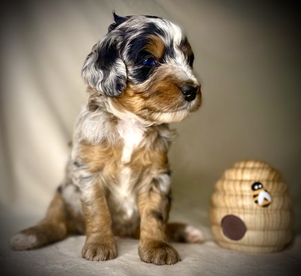 Rubys Mini Bernedoodles Summer 2023 - Puppies are raised in home, around lots of young kids and socialized using puppy culture. Parents are tested and cleared for all genetic and joint disorders.
In addition to an amazing dog, you get us! Breeders with a wealth of knowledge and experience raising bernedoodles. You will be introduced to our community of bernedoodle dog lovers! Here you can share, ask questions and befriend other bernedoodle owners.
Starlight Bernedoodles offers a high quality dog with a high quality experience. If you’re seeking a healthy dog with focus on temperament - you’ve found the right place. Rubys Mini Bernedoodles Summer 2023 - Puppies are raised in home, around lots of young kids and socialized using puppy culture. Parents are tested and cleared for all genetic and joint disorders.
In addition to an amazing dog, you get us! Breeders with a wealth of knowledge and experience raising bernedoodles. You will be introduced to our community of bernedoodle dog lovers! Here you can share, ask questions and befriend other bernedoodle owners.
Starlight Bernedoodles offers a high quality dog with a high quality experience. If you’re seeking a healthy dog with focus on temperament - you’ve found the right place.