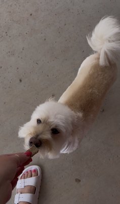 Grooms - Before and after of some of my pups