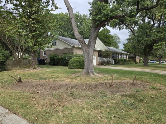 Garden bed cleanup - diseased rose bushes removal Garden bed cleanup - diseased rose bushes removal
