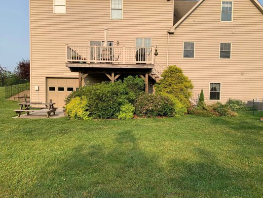 Shrub Renovation - These shrubs were completely over grown and we cut them back. Shrub Renovation - These shrubs were completely over grown and we cut them back.