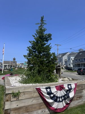 Christmas in July - This is a community tree in Brant Rock where the residents come together for various celebrations. This Summer our certified arborist dressed the tree for Christmas in July Christmas in July - This is a community tree in Brant Rock where the residents come together for various celebrations. This Summer our certified arborist dressed the tree for Christmas in July