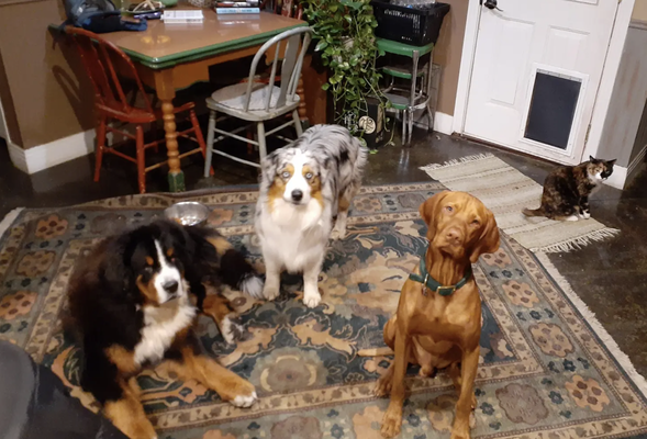 🏠 Trusted Pet Sitting in Your Home - Travel worry-free! Hilary brings comfort, playtime, feeding, and meds—right in your home, so your pets feel safe and loved while you’re away 🏠 Trusted Pet Sitting in Your Home - Travel worry-free! Hilary brings comfort, playtime, feeding, and meds—right in your home, so your pets feel safe and loved while you’re away