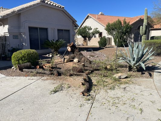 Tree with stump removal - This tree fall to snow fall and go an emergency call to get rid of it Tree with stump removal - This tree fall to snow fall and go an emergency call to get rid of it
