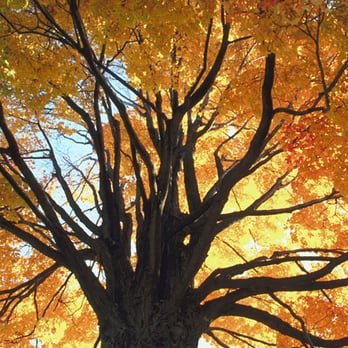 Trees of all shapes & sizes! - Trees of all shapes & sizes! Trees of all shapes & sizes! - Trees of all shapes & sizes!