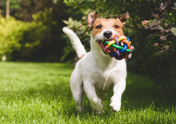 Home or Pet Sitting - If you are concerned about leaving your pet with a boarder, inquire about our pet and home sitting services.
Your pet sitter will provide fresh water and food, clean litter box or yard cleanup, play, brush and administer medications while given lots of love. Home or Pet Sitting - If you are concerned about leaving your pet with a boarder, inquire about our pet and home sitting services.
Your pet sitter will provide fresh water and food, clean litter box or yard cleanup, play, brush and administer medications while given lots of love.