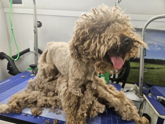 Bear's Makeover - Bear needed the works! Bear's Makeover - Bear needed the works!
