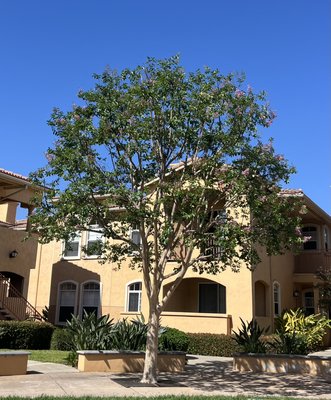 Crepe Myrtle Tree - CREPE MYRTLE TREE - Professionally thinned, shaped, and elevated to reduce excessive density, improve canopy structure and balance, enhance airflow and sunlight penetration, and maintain the natural ornamental appearance of the tree while preserving its seasonal blooms.