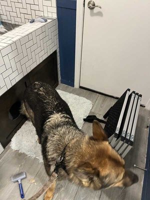 Spaw Treatment ❤️ - I love a dramatic before and after. This girl was shedding up a storm, and with my Spaw Treatment came out looking and feeling like a whole new dog. Book yours today with the birthday special, prices are starting as low as $25!! Spaw Treatment ❤️ - I love a dramatic before and after. This girl was shedding up a storm, and with my Spaw Treatment came out looking and feeling like a whole new dog. Book yours today with the birthday special, prices are starting as low as $25!!
