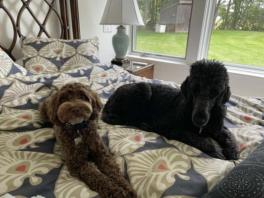 Travel Pet Sitting - Visits or Overnights - Need to head out of town and need someone to look after your pets? We do this all the time!
Available to clients who use us recurringly for Dog Hikes or Dog Walks.