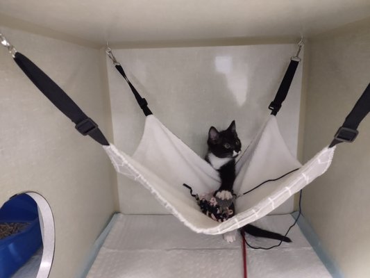 Pet Boarding - Our “condo’s” come in double and triple units, with triples being recommended for roommates, long term stays, and high activity breeds. We will provide all litterboxes/litter, bowls for food and water, a bed and enrichment. Our boarding rooms use Feliway diffusers to reduce stress, and each condo will be cleaned and turned over twice a day for a clean and comfortable stay.
During their boarding stay with us, you can also schedule your cat routine and preventative health care exams or bloodwork. Wellness exams, vaccinations, dental cleanings, and grooming services including toenail trims can be scheduled ahead of time. Pet Boarding - Our “condo’s” come in double and triple units, with triples being recommended for roommates, long term stays, and high activity breeds. We will provide all litterboxes/litter, bowls for food and water, a bed and enrichment. Our boarding rooms use Feliway diffusers to reduce stress, and each condo will be cleaned and turned over twice a day for a clean and comfortable stay.
During their boarding stay with us, you can also schedule your cat routine and preventative health care exams or bloodwork. Wellness exams, vaccinations, dental cleanings, and grooming services including toenail trims can be scheduled ahead of time.