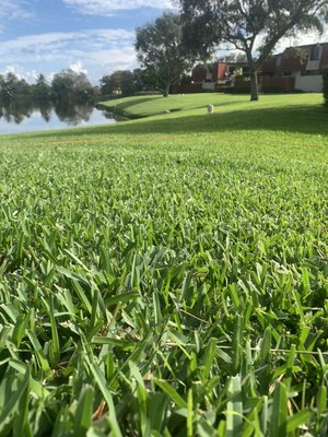Lawn & Ornamental treatments for lush lawns. - This lawn has been treated with fertilization and herbicide for the weeds. Community is happy with there great looking grass. Lawn & Ornamental treatments for lush lawns. - This lawn has been treated with fertilization and herbicide for the weeds. Community is happy with there great looking grass.