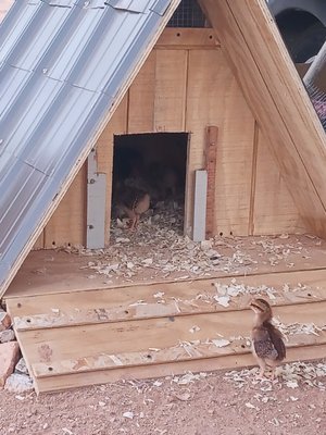 Chicken coop - Recent personal project. Chicken coop - Recent personal project.