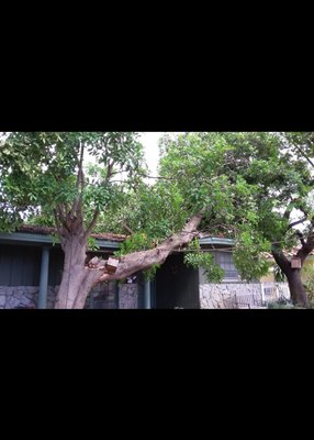 Limb Removal off house from storm. - This project consists of removing a large limb off the clients property without causing further damage. Limb Removal off house from storm. - This project consists of removing a large limb off the clients property without causing further damage.