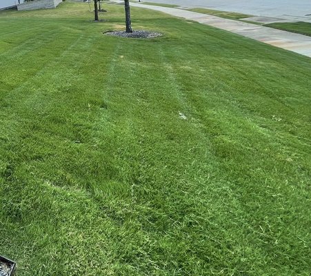 Our Tailored Packages - Experience the difference of packages that are tailored for your grass. Our Tailored Packages - Experience the difference of packages that are tailored for your grass.