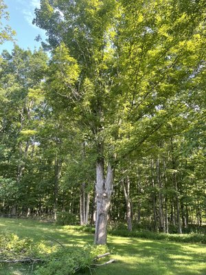 Two maples taken down
Brush chipped and wood cut up
Fo The customer - We cut down two pesky maples in the rear of our customers home to make room and shed some light on her new deck. She couldn’t
Be happier we saved her a little money by not having to haul off all of the wood.