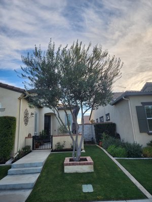 Olive tree - Small Olive tree ornamental pruning. Olive tree - Small Olive tree ornamental pruning.
